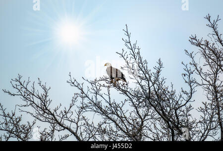 Bald Eagle in a tree with sun rays shining behind Stock Photo