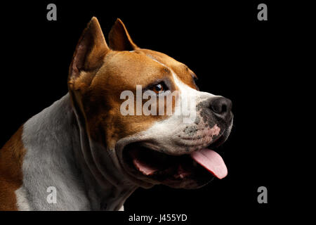 Close-up portrait of dog american staffordshire terrier breed with cutting ears looks alert on isolated black background, profile view Stock Photo