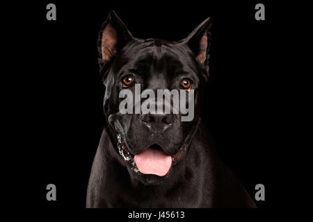 Closeup portrait of beautiful black Cane Corso dog. Studio shot on Isolated black background Stock Photo