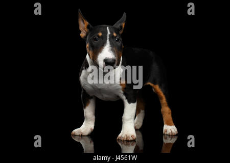 Black and white mini bull terrier Puppy on Isolated Black Background Stock Photo