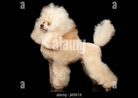 Groomed Red Mini Poodle Dog Standing on Isolated Black Background, side view Stock Photo