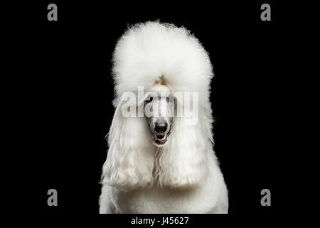 Portrait of White Royal Poodle Dog Looking in Camera Isolated on Black Background, front view Stock Photo