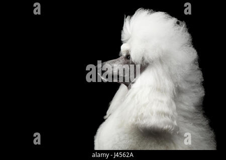 Portrait of White Royal Poodle Dog with Hairstyle Looking at side Isolated on Black Background, Profile view Stock Photo