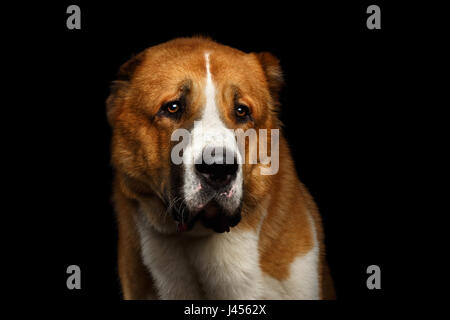 Close-up Portrait of Central Asian Shepherd Dog or Alabai, White with Red Fur on Isolated Black Background Stock Photo