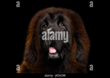 Portrait of Tibetan Mastiff Stock Photo