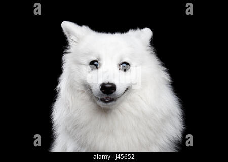 white Japanese Spitz pet dog two German Spitz dogs and a Black German ...