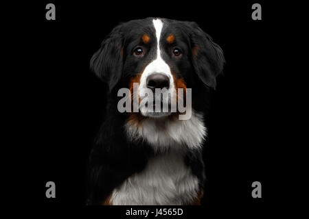 Close-up Bernese Mountain Dog panting in front of isolated black background Stock Photo