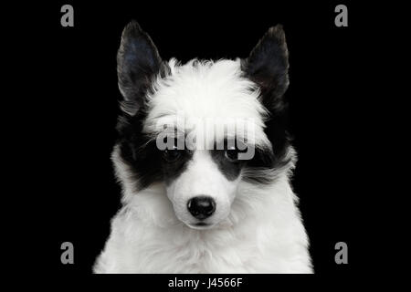 Chinese Crested Puppy on Black Background Stock Photo