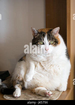 Obese cat sitting on desk. Cute. But probably thinking about food. Stock Photo