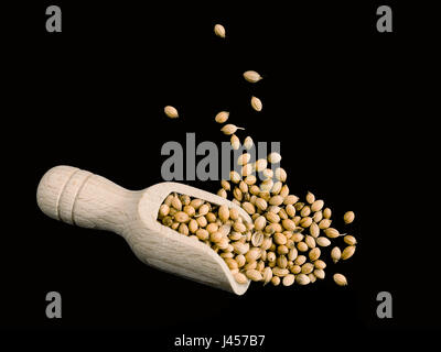 Coriander seeds with scoop on black. Spice. Stock Photo