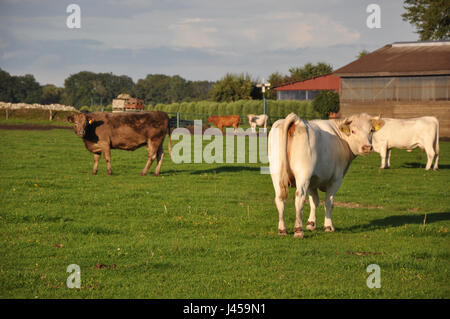 Curious white cows on a field, Lower Saxony, near Nienburg. Neugierige weiße Kühe auf einer Wiese nahe der niedersächsischen Stadt Nienburg. Stock Photo