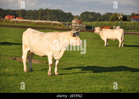 Curious white cows on a field, Lower Saxony, near Nienburg. Neugierige weiße Kühe auf einer Wiese nahe der niedersächsischen Stadt Nienburg. Stock Photo