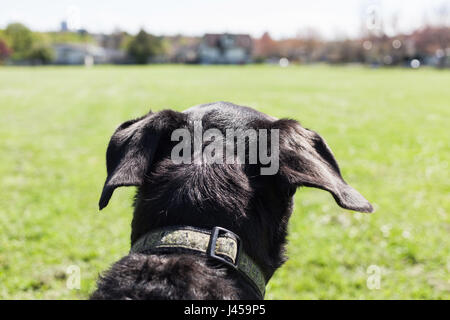 Portrait of big black dog.   Victoria, BC Canada Stock Photo