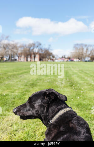 Portrait of big black dog.   Victoria, BC Canada Stock Photo