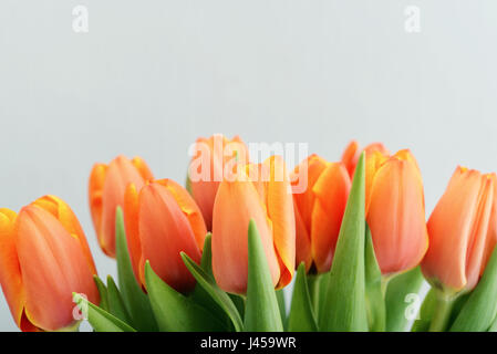 Bouquet of red tulips over blue background, soft focus Stock Photo