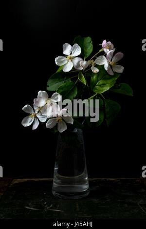 Blossom flowers in vase isolated on a black background shallow depth of field low key, selective focus Stock Photo
