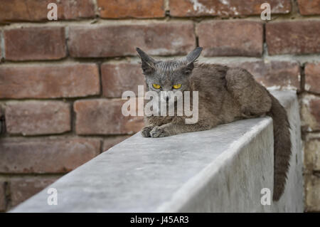 Beautiful alien cat with sad eyes sitting on a parapet against brick wall Stock Photo