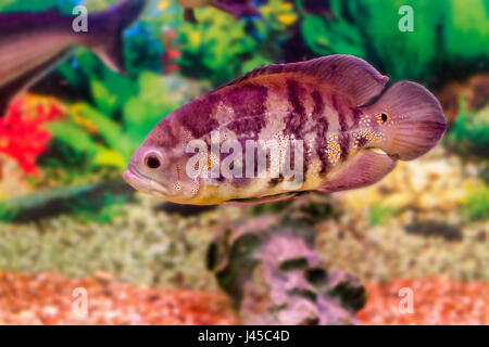 image of a beautiful aquarium fish Astronotus Stock Photo