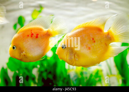 image of a beautiful aquarium fish Amphilophus citrinellus Stock Photo