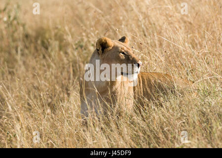 Lion (panthera leo) Standing In Tall Grass, Maasai Mara, Kenya