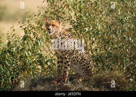 Cheetah (Acinonyx jubatus) Sitting on Mound, Maasai Mara, Kenya Stock Photo