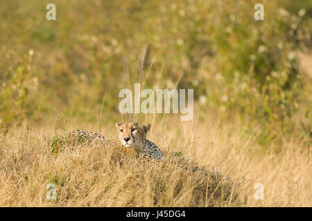 Cheetah (Acinonyx jubatus) Resting on Mound, Maasai Mara, Kenya Stock Photo