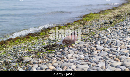A brown pigeon sits on a pebble beach near the seaside Stock Photo
