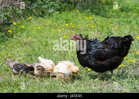 Free range Easter Egger or Black Australops hen with multicolored chicks feeding on grain in grassy field with dandelions in background. Stock Photo
