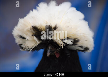 Close up of head and neck of White Crested Black Polish Chicken with a head covered with white plumage. Photographed against a blue background. Stock Photo