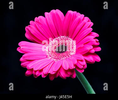 Single Gerbera Daisy on a black background Stock Photo