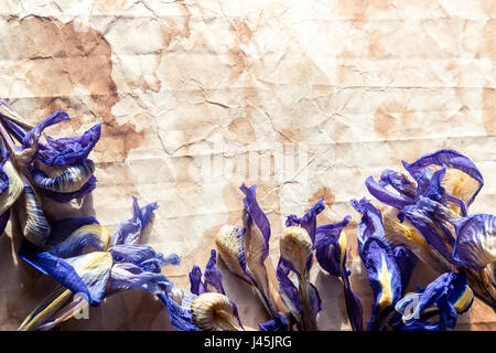 Background with an old paper with flowers of dried iris. Stock Photo