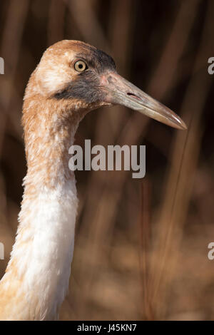 Whooping crane juvenile (Grus americana) in the Canadian Wilds exhibit at the Calgary zoo, part of their endangered species breeding program