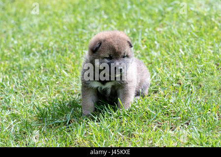 Light brown shiba inu puppy dog on green grass Stock Photo