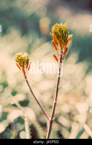 Summer succulents glow in the morning sun. Stock Photo