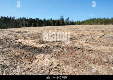 Deforestation showing an area of forest in North Wales that has been harvested and the majority of pine trees and their roots removed. Stock Photo