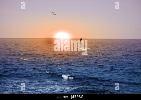 Seagull in flight Stock Photo