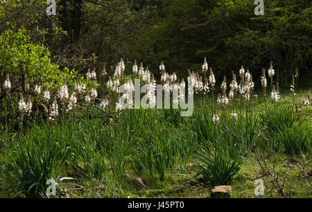 Open field in mountains with white asphodel, Asphodelus albus, Mijas, Spain, andalusia. Stock Photo