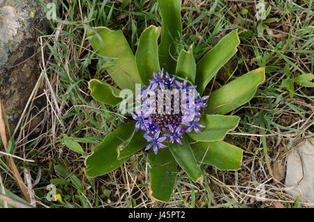 Peruvian Lily, Scilla peruviana in meadow in Andalusia, Spain Stock Photo