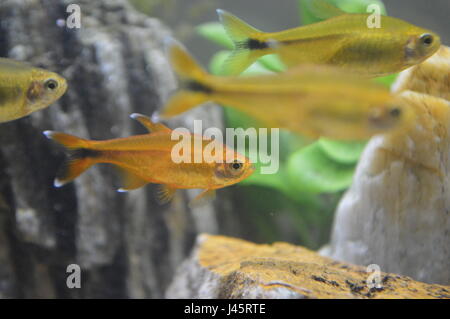 Silver Tip Tetra Stock Photo - Alamy