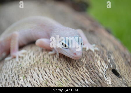 Blizzard Leopard Gecko (Eublepharis macularis) Stock Photo