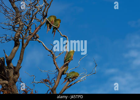 Group of Austral Parakeet (Enicognathus ferrugineus) perched on a tree in Torres del Paine National Park in Chile. Stock Photo