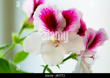 Image of a beautiful houseplant pelargonium blossomed white-purple flowers Stock Photo