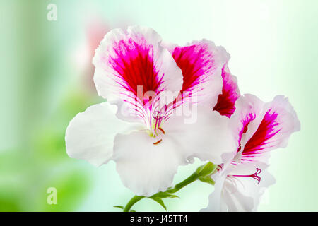 Image of a beautiful houseplant pelargonium blossomed white-purple flowers Stock Photo