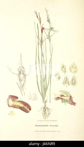 This image showcases an orchid from the Orchidaceae family, describing ...