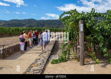 people, tourists, vineyard tour, wine tour, winery tour, Robert Mondavi Winery, Oakville, Napa Valley, Napa County, California Stock Photo