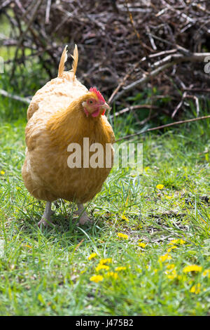 Free range golden tan Buff Orpington hen in grassy field with dandelions. Photographed with shallow depth of field in sunlight. Stock Photo