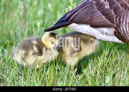 Newborn Canadian geese (Branta canadensis) or goslings being protected by their mother Stock Photo