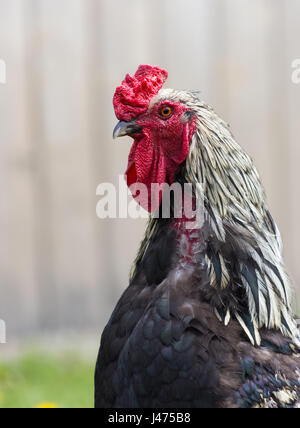 Close up of the head of free range Hamburg Rooster with red wattle and comb and black and white feathers. He is facing left. Gray fence is in back. Stock Photo