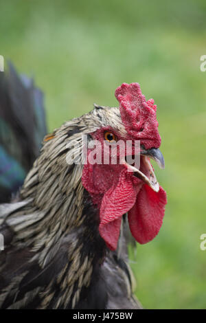 Close up of crowing free range Hamburg Rooster with red wattle and comb and black and white feathers. He is facing right. Grassy field is in back. Stock Photo