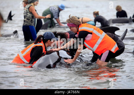 Picture by Tim Cuff - 10 & 11 February 2017  - Mass pilot whale stranding at Farewell Spit, Golden Bay, New Zealand: Stock Photo